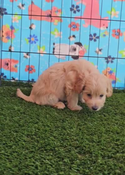 Sunny, a male Yorkipoo for sale in Snowflake, AZ – 9 of 9
