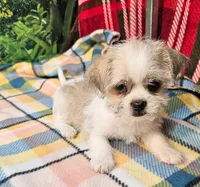 Candy , a female Pekingese for sale in Snowflake, AZ – 4 of 8
