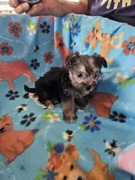 LONDON , a male Morkie for sale in Snowflake, AZ – 3 of 4