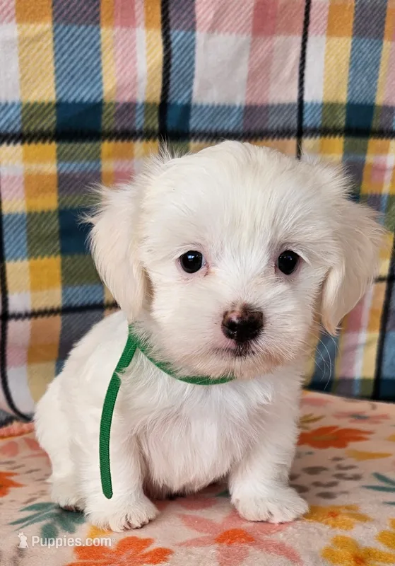 George – Morkie, Mal Shi puppy for sale in Snowflake, AZ