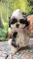 SADIE, a female Mal Shi for sale in Snowflake, AZ – 6 of 7