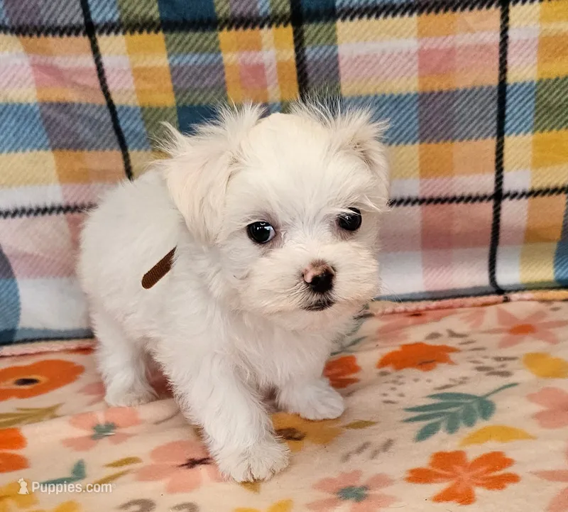 Spot – Maltese, Shih Tzu puppy for sale in Snowflake, AZ