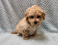 Sebastian , a male Maltipoo for sale in Snowflake, AZ – Photo 3 of 7