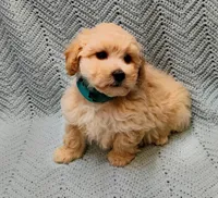 Sebastian , a male Maltipoo for sale in Snowflake, AZ – Photo 6 of 7