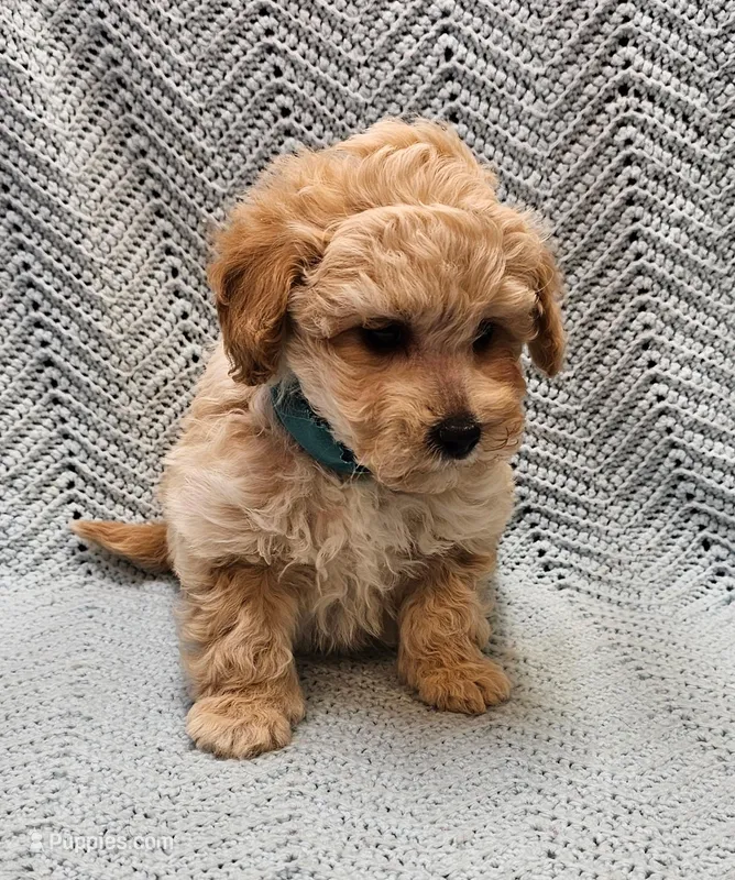 Sebastian , a male Maltipoo for sale in Snowflake, AZ – Photo 1 of 7