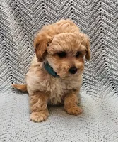 Sebastian , a male Maltipoo for sale in Snowflake, AZ – Photo 1 of 7