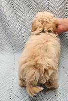 Sebastian , a male Maltipoo for sale in Snowflake, AZ – Photo 2 of 7