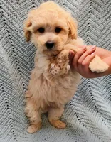 Sebastian , a male Maltipoo for sale in Snowflake, AZ – Photo 5 of 7