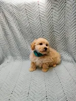 Sebastian , a male Maltipoo for sale in Snowflake, AZ – Photo 7 of 7