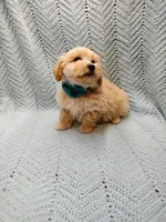 Sebastian , a male Maltipoo for sale in Snowflake, AZ – Photo 4 of 7