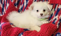LINDSAY , a female Pomeranian and Morkie for sale in Snowflake, AZ – 3 of 9