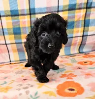 Whitney , a female Yorkipoo for sale in Snowflake, AZ – 4 of 8