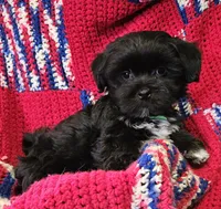 CROSS, a male Shih Tzu and Morkie for sale in Snowflake, AZ – 4 of 8