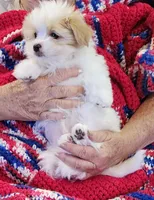 Garnett, a male Morkie for sale in Snowflake, AZ – 7 of 9