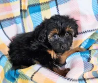 MAYA, a female Yorkipoo for sale in Snowflake, AZ – 2 of 5