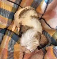 ANNIE , a female Morkie for sale in Snowflake, AZ – 6 of 6
