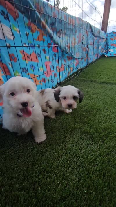 ANGIE, a female Morkie for sale in Snowflake, AZ – 8 of 8
