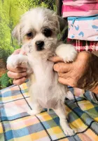 Candy , a female Pekingese for sale in Snowflake, AZ – 2 of 8