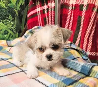 Candy , a female Pekingese for sale in Snowflake, AZ – 3 of 8