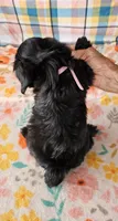 ANGIE, a female Morkie for sale in Snowflake, AZ – 6 of 8
