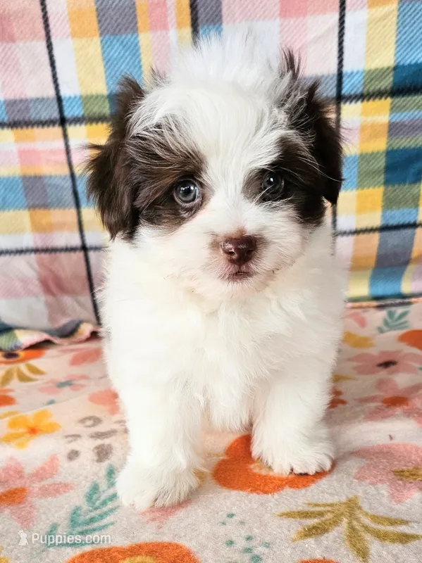 Ghirardelli  – Pomeranian, Morkie puppy for sale in Snowflake, AZ