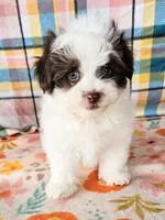 Ghirardelli , a male Pomeranian and Morkie for sale in Snowflake, AZ – 1 of 7
