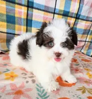 Ghirardelli , a male Pomeranian and Morkie for sale in Snowflake, AZ – 6 of 7