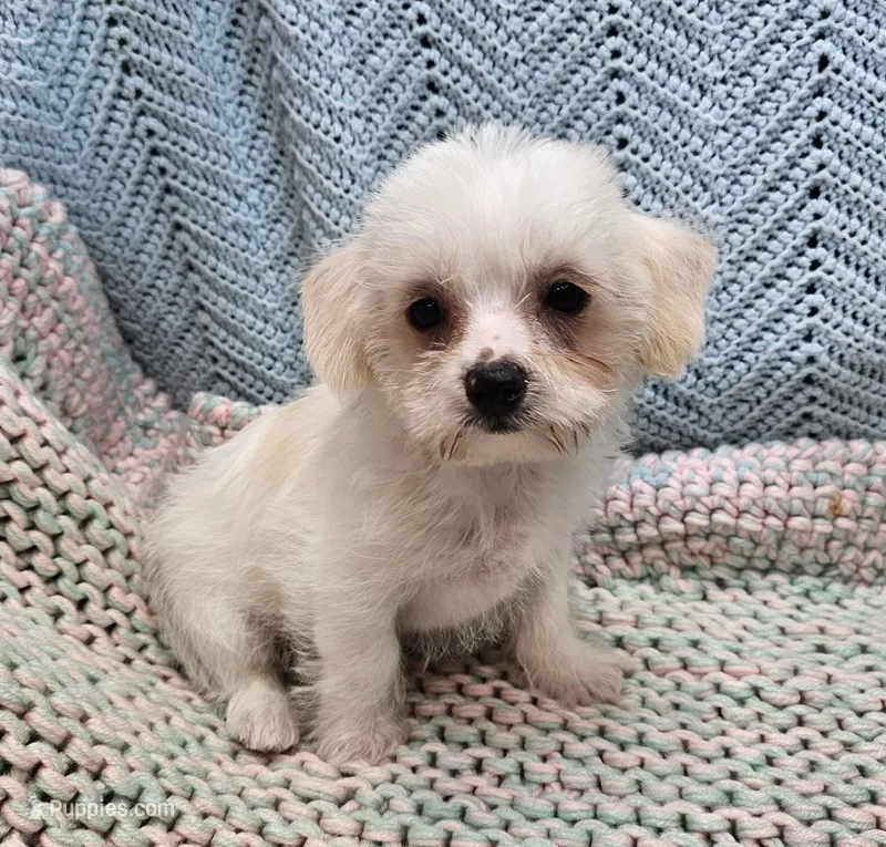 Westly – Morkie puppy for sale in Snowflake, AZ