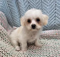Westly, a male Morkie for sale in Snowflake, AZ – Photo 1 of 5