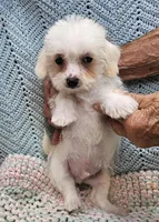 Westly, a male Morkie for sale in Snowflake, AZ – Photo 4 of 5