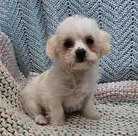 Westly, a male Morkie for sale in Snowflake, AZ – Photo 2 of 5