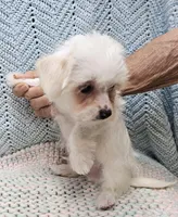 Westly, a male Morkie for sale in Snowflake, AZ – Photo 5 of 5