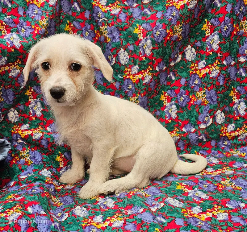 Rachel  – Morkie puppy for sale in Snowflake, AZ