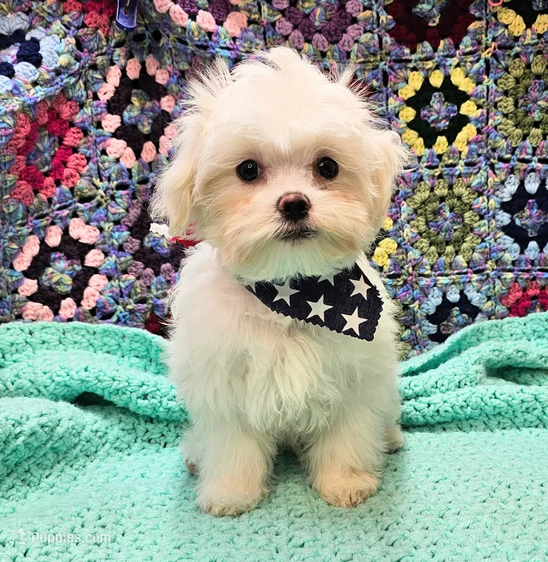 Spot – Maltese, Shih Tzu puppy for sale in Snowflake, AZ