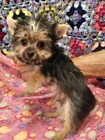 BAMBI, a female Yorkshire Terrier and Morkie for sale in Snowflake, AZ – 6 of 8