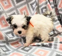 MELISSA , a female Yorkshire Terrier and Morkie for sale in Snowflake, AZ – 4 of 9