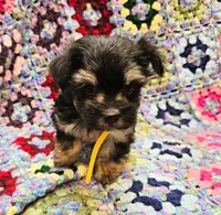MILLIE, a female Yorkshire Terrier and Morkie for sale in Snowflake, AZ – 2 of 8
