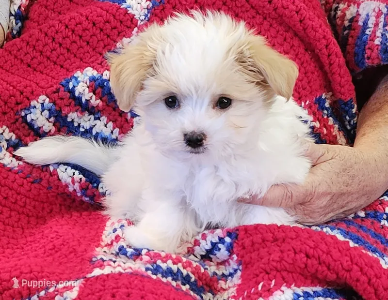 Garnett – Morkie puppy for sale in Snowflake, AZ