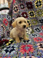 Rebecca , a female Morkie for sale in Snowflake, AZ – 2 of 7