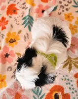 Paul, a male Morkie and Mal Shi for sale in Snowflake, AZ – 2 of 6