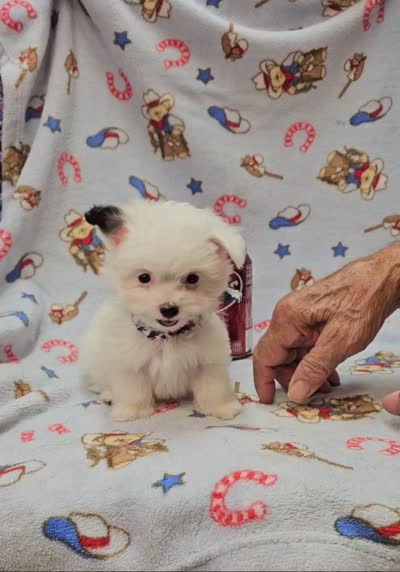 Pupsicle, a male Morkie for sale in Snowflake, AZ – 7 of 7