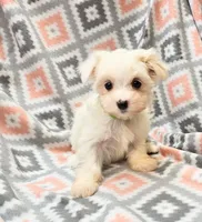 SNOWFLAKE , a female Maltese and Morkie for sale in Snowflake, AZ – 6 of 10