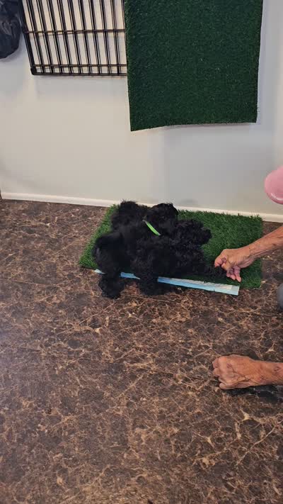 DINO, a male Maltipoo for sale in Snowflake, AZ – 7 of 7