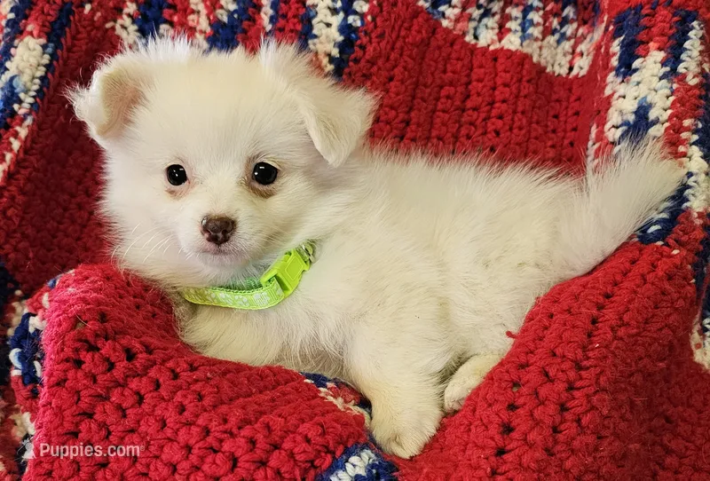 LINDSAY  – Pomeranian, Morkie puppy for sale in Snowflake, AZ