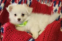 LINDSAY , a female Pomeranian and Morkie for sale in Snowflake, AZ – 1 of 9