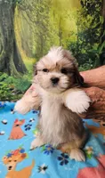 Mohawk , a male Toy Australian Shepherd and Mal Shi for sale in Snowflake, AZ – 4 of 8