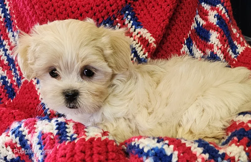 SUNKIST – Shih Tzu, Morkie puppy for sale in Snowflake, AZ