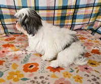 SINATRA , a male Toy Australian Shepherd and Mal Shi for sale in Snowflake, AZ – 6 of 8