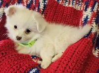 LINDSAY , a female Pomeranian and Morkie for sale in Snowflake, AZ – 5 of 9