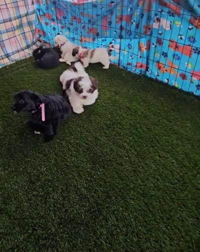Onyx, a female Pomeranian and Morkie for sale in Snowflake, AZ – 6 of 6